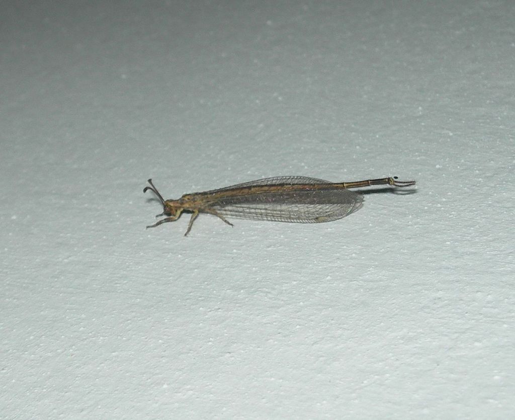 Myrmeleontidae: maschio di Macronemurus appendiculatus